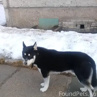 🆘 В посёлке Дачном пропали две...