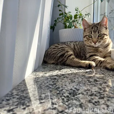 Пропал кот! Описание: • Пол: к...