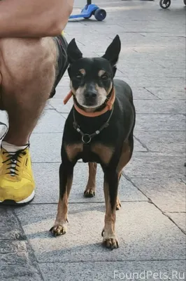 Здравствуйте, потерялась собак...