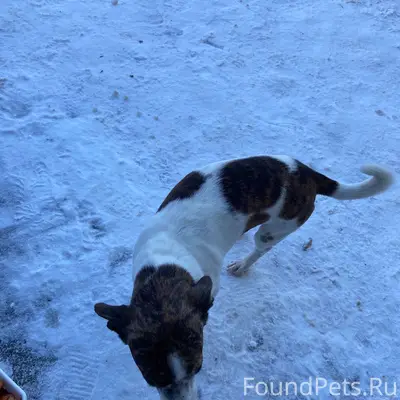 На октябрьской 1 часто бегает ...