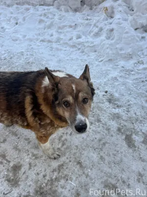 Металлургов 29, бродит по моро...