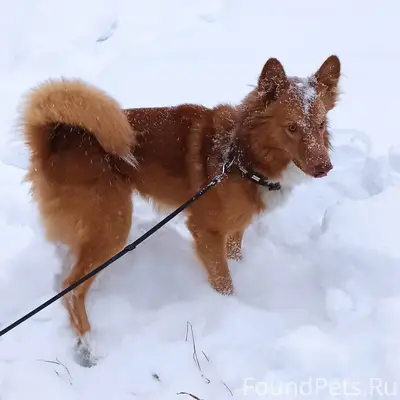 Этот умный и милый пёс был...