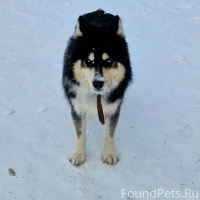 Чей пес потерялся? На Никеле у...