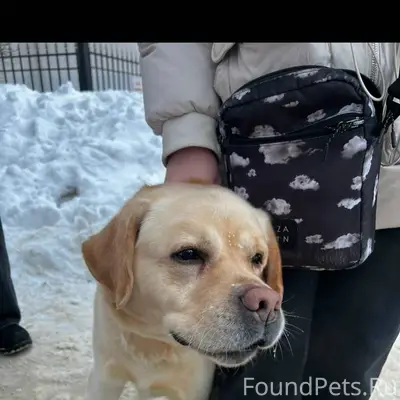 Пропала собака!!! Если кто то ...