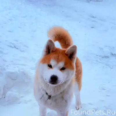 Пропала собака, кобель, г. Сух...