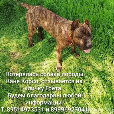 02.02 пропала собака г. Азов.....