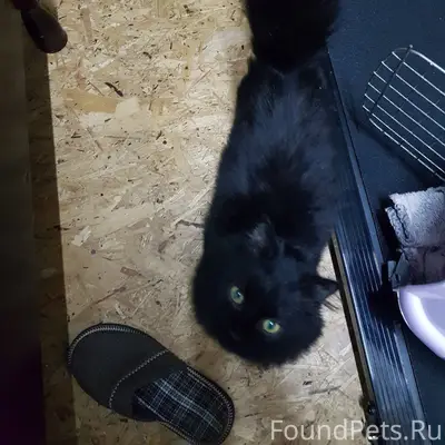 6 февраля найден кот на Шлаков...