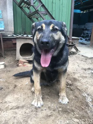 Пропал пес,мальчик овчарка 2 г...