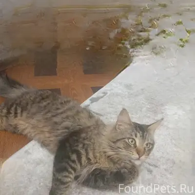 Пропал кот,откликается на клич...