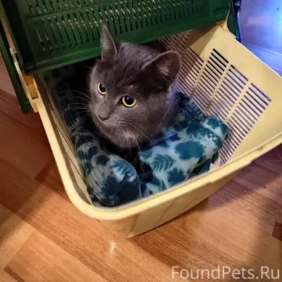 Найдена кошка, может кто узнае...