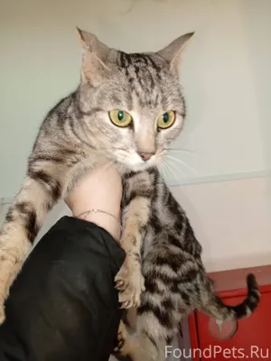 Объявление: Найдена кошка! По ...