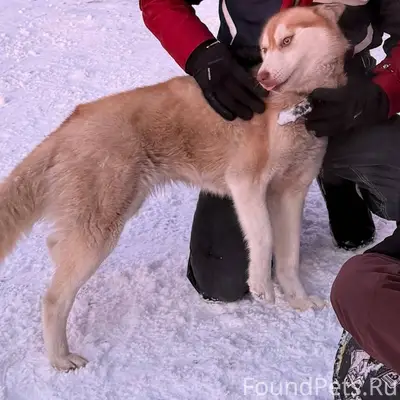 Пропала собака хаски с ошейник...