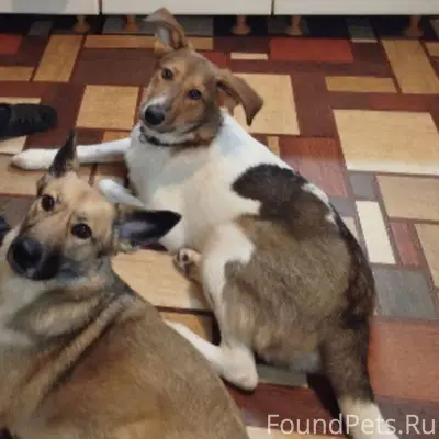 Сбежала собака кличка Гром На ...