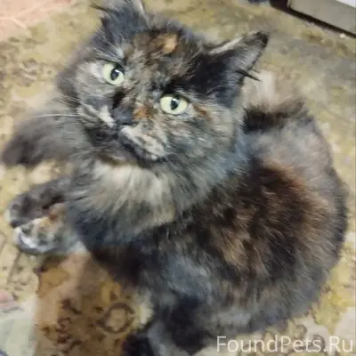 Добрый день, пишу еще раз по.....