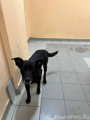 Нашлась собака - мальчик, с ош...