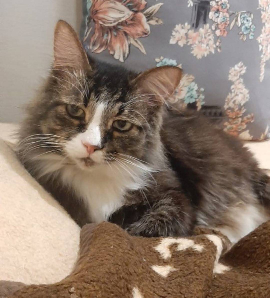 Пропал кот по кличке Торик в.....