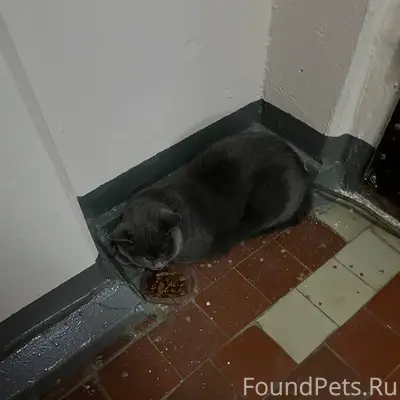 Найдена кошка находится ул. Це...
