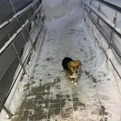 Ужовка. Бегает маленький щенок...