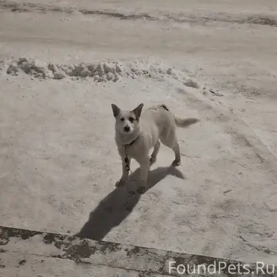 Кто потерял собаку? Ищет хозяе...