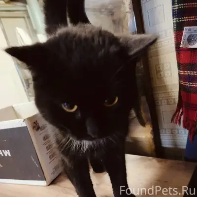 Найдена кошка на 1ой республик...