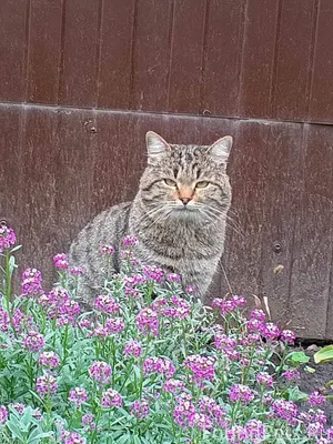 ПРОПАЛ КОТ!!!!! Зовут Яша, отк...