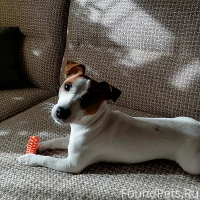 Потерялась собака, 89129695045