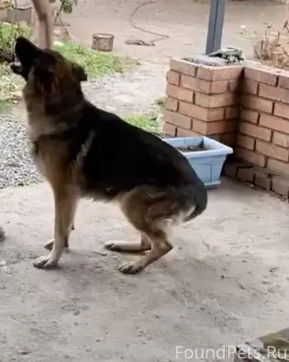 Добрый вечер,пропал пес в райо...