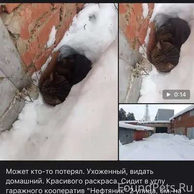 Найден кот, район нефтеразведк...