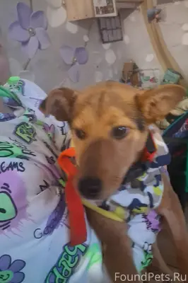 Найдена собака..район Цемдолин...