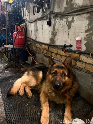 Найден пес, район висим, стара...