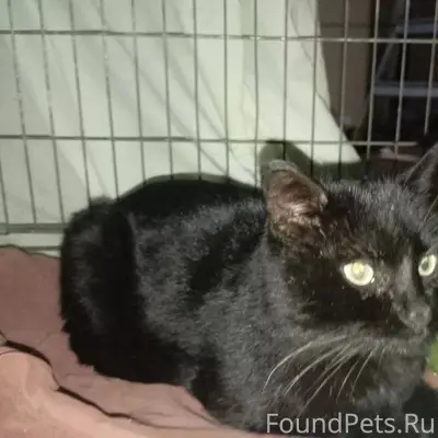 Найден кот с ошейником от блох...