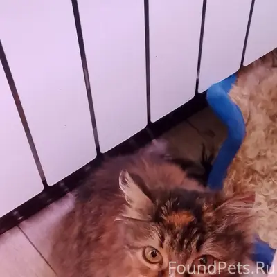 Добрый вечер. В деревне Коротн...