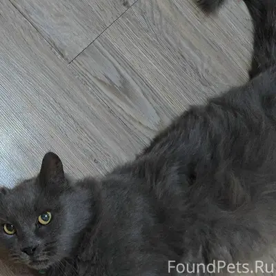 Прошу о помощи! Пропал пушисты...