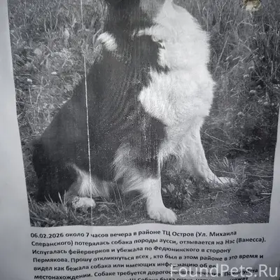 Потерялась собака 🐶. Репост # ...