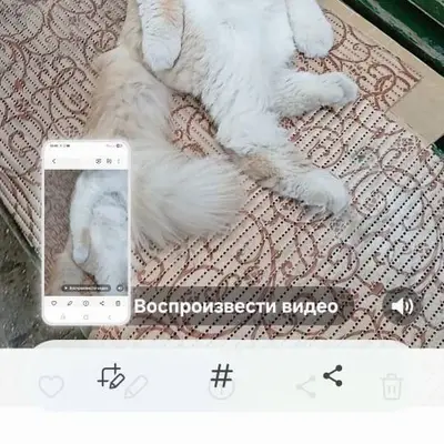 Пропал кот Персик 6 февраля,ра...