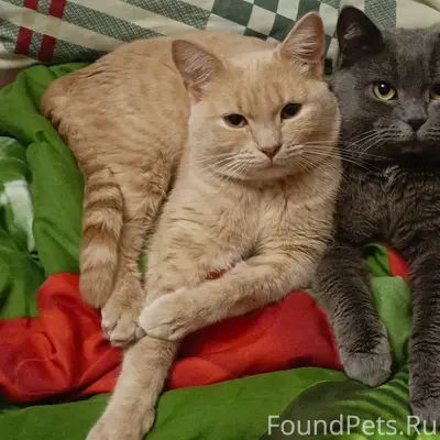 Здравствуйте.Пропал кот Рыжик,...