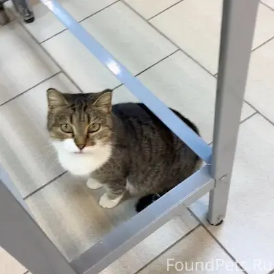 Кому известно о судьбе этой ко...