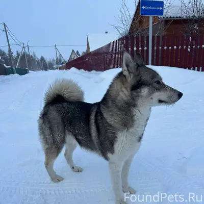 Чья собака потерялась в снт Бе...