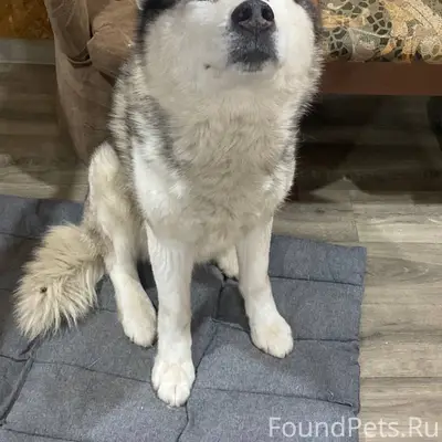 Срочно ищем хозяев собаки! Пес...