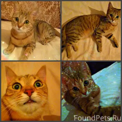 Друзья пропала моя кошка Алиса...