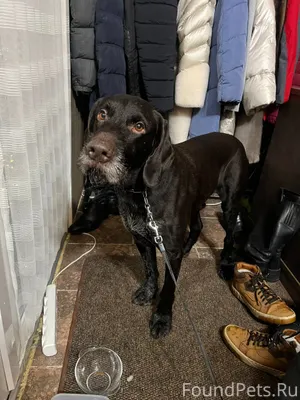 Найден пес. Очень умный. Охотн...