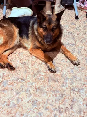 Пропала собака!Район завокзаль...