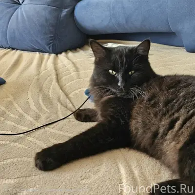 ПРОПАЛ КОТ ! Темрюк Район цент...