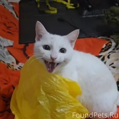 ПРОПАЛА кошка, отзывается по к...