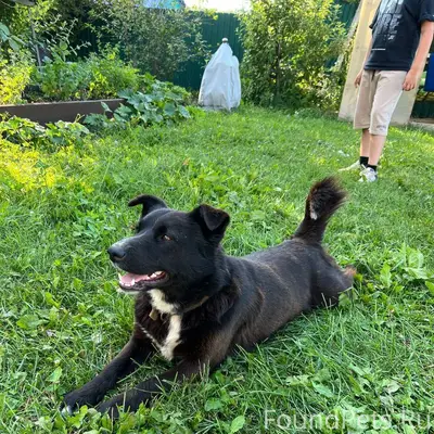 Здравствуйте, потерялся пёс в ...