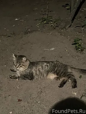 Здравствуйте,пропал кот,зовут ...