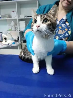 🆘НАЙДЕН КОТЁНОК ПОДРОСТОК!!! 🆘...