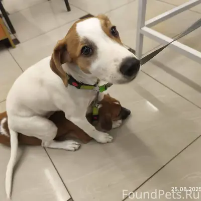 Потерялись собаки. Отдали щенк...