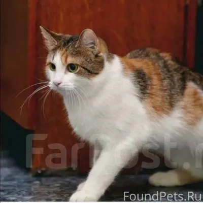 Пропала кошка средних размеров...