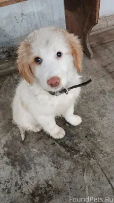 Нашлась собака, кабель, видно ...